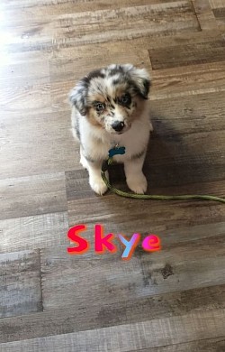 Dory/Taz litter 21 (Skye)