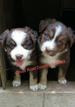 Dory/Taz litter 21 (Scarlett & Ori)