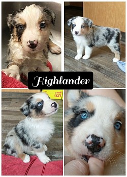 River/Jaxs litter 22 (Xander)