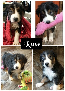 Raven/Jaxs litter 22 (Ram)