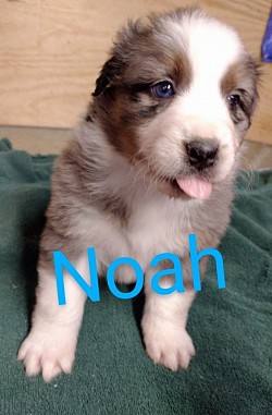 River/Cash litter 21 (Noah)