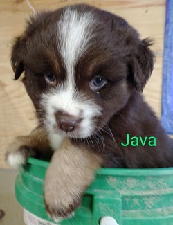 Dory/Taz litter 22 (Java)