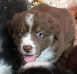 Dory/Taz litter 22 (Aspen)