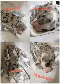 Raven/Jaxs litter 22 (Baylor)