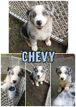 Raven/Jaxs litter 22 (Chevy)