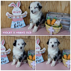 Dory/Taz litter 23 (Violet)