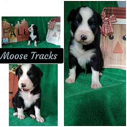 Raven/Taz Litter 23 (Moose)