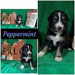 Raven/Taz Litter 23 (Peppermint)