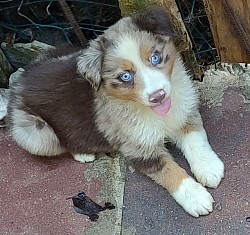 Male (Driftwood) pet only $1000.00