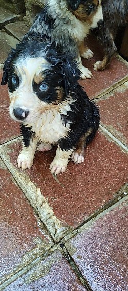 Male Kelp           (PET ONLY) 600.00