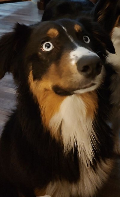 Peppermint (pet only) 800.00 she's 2 years old